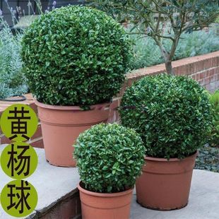 �S����С�~���S�����Θ���ͥԺ�G�������S���ļ����G�ͺ��ͺ�����