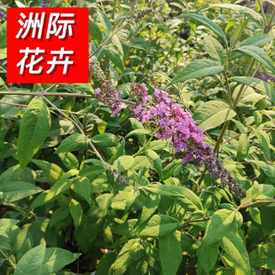 ���~���������l �ļ����^�@���̨���~�ݾGֲ ���̾G����ľ���~��