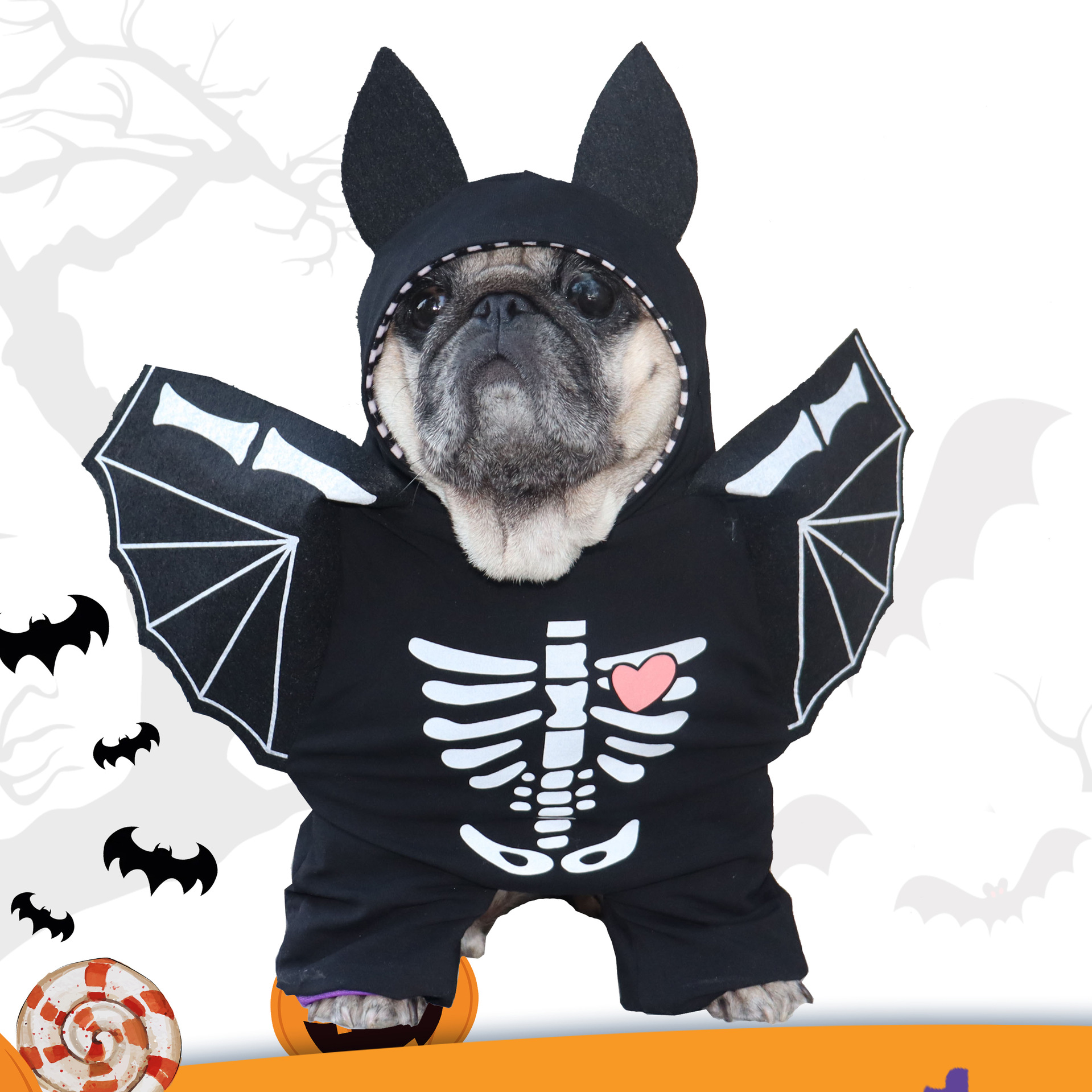 Pet in Bat Costume