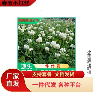 һ�����l�����~�ݷN�Ӽt���~�ݷN���M�����~�����ļ����ƺ�N�Ӻ�