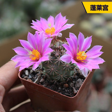 ���ֺ���������ϵ���ճ��������B����ϼ��M�϶�ë��������