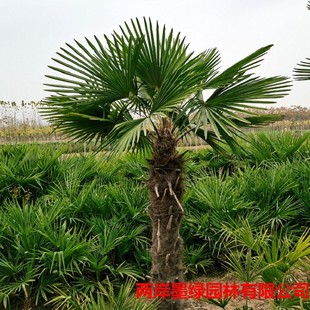 Palm Saplings, Palm Saplings, Palm Saplings, Old Man's Sunflower Fan Saplings, Evergreen Greening Seedlings, Garden Plant Pots for All Seasons
