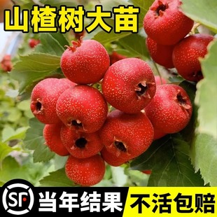 Large Fruit Sweet Hawthorn Tree Live Seedlings Potted Wild Mountain Red Fruit Tree Fruit Seedlings That Bear Fruit in the Same Year and Are Cold-Resistant Planting in the North and South