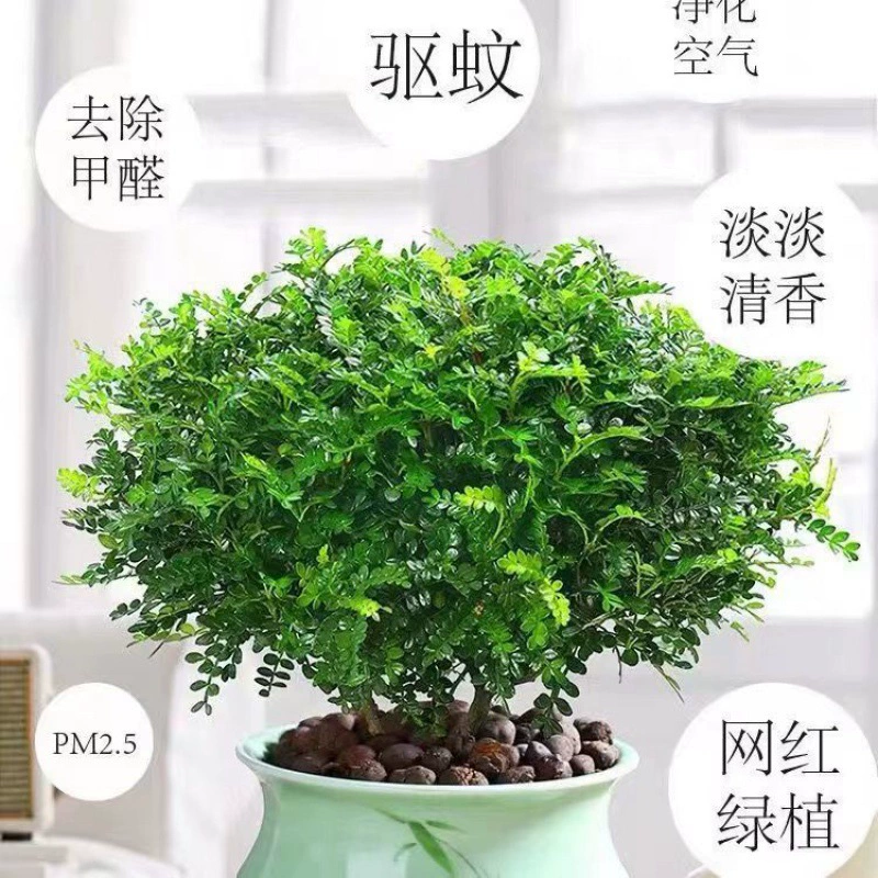 [Средство от комаров] ароматный древесный перец горшечные растения бонсай очистка воздуха Зеленые растения цветы средство от комаров оптом