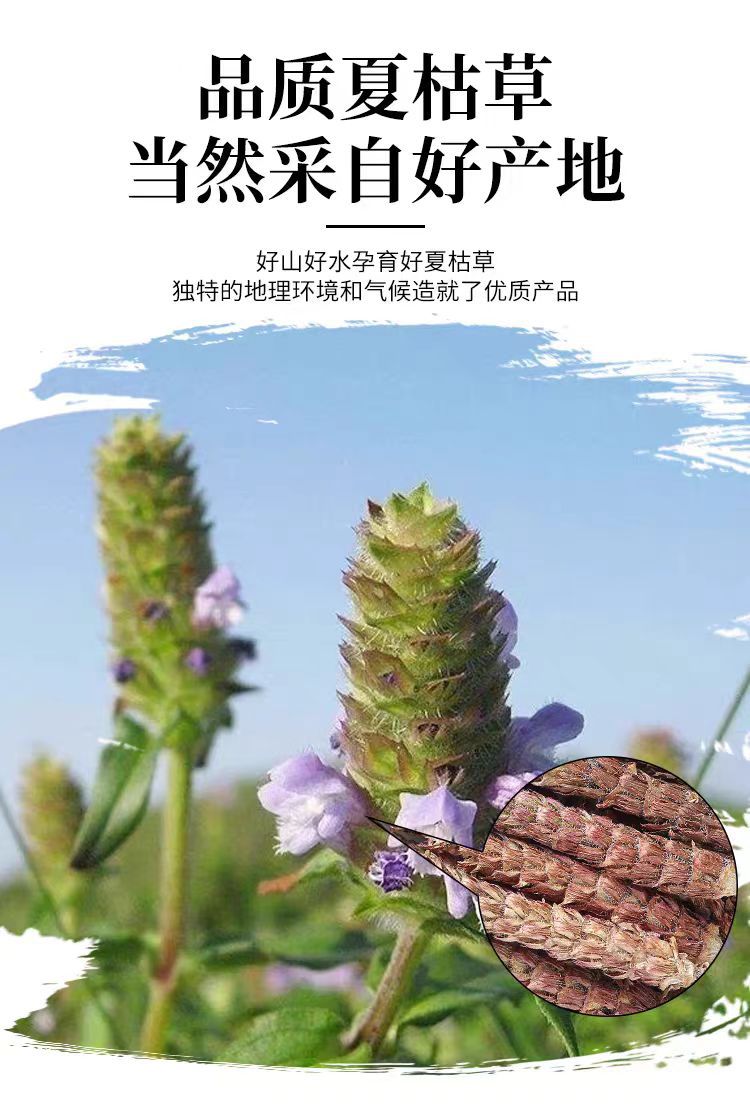 Xia Ku Cao (Prunella vulgaris) — Dried Prunella Spike, 500g Henan White-Hair Variety overview
