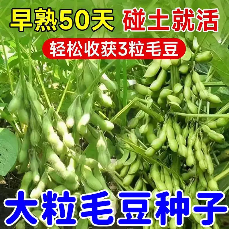 Семена раннеспелого эдамаме, местные специальные семена зеленой фасоли, высокоурожайные крупные семена сои, семена овощей.