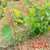 Sell Bauhinia Supply Scenery Green Bauhinia for a long time selling Bauhinia now digs for sale