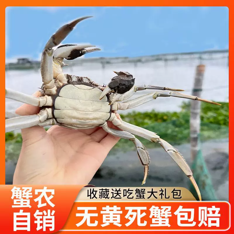 10只现货大闸蟹鲜活可全母特大螃蟹河蟹海鲜水冷链外贸批发跨境厂