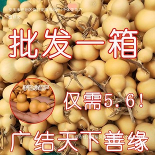 Wholesale Small Natural Gourd Pendants for Hand-Twisting