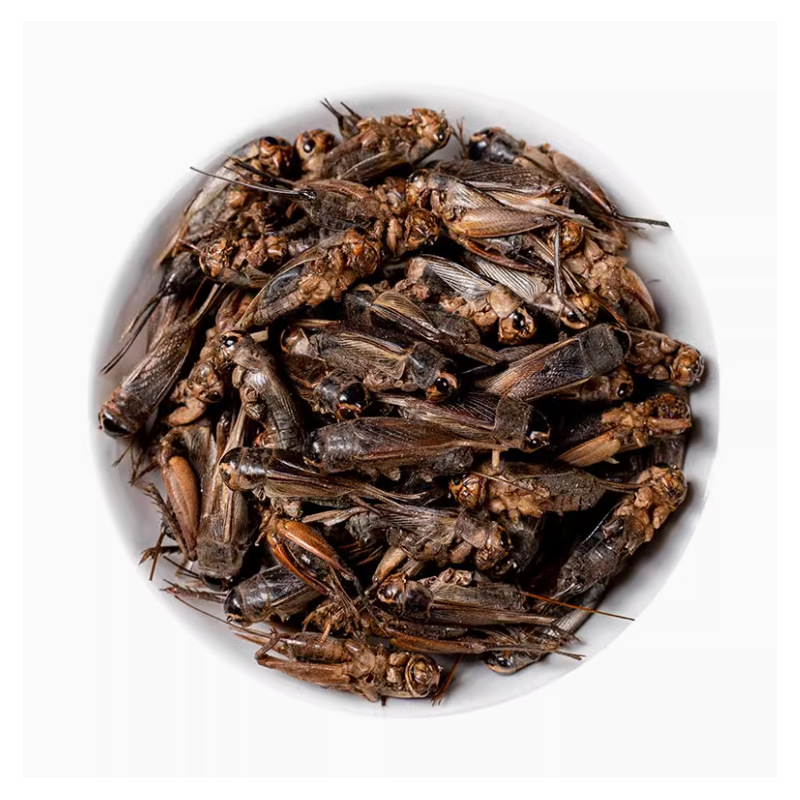 Dried Cricket Insect Feed Freeze Dried Whole Crickets 1KG Bulk Reptile Bird Fish Food overview