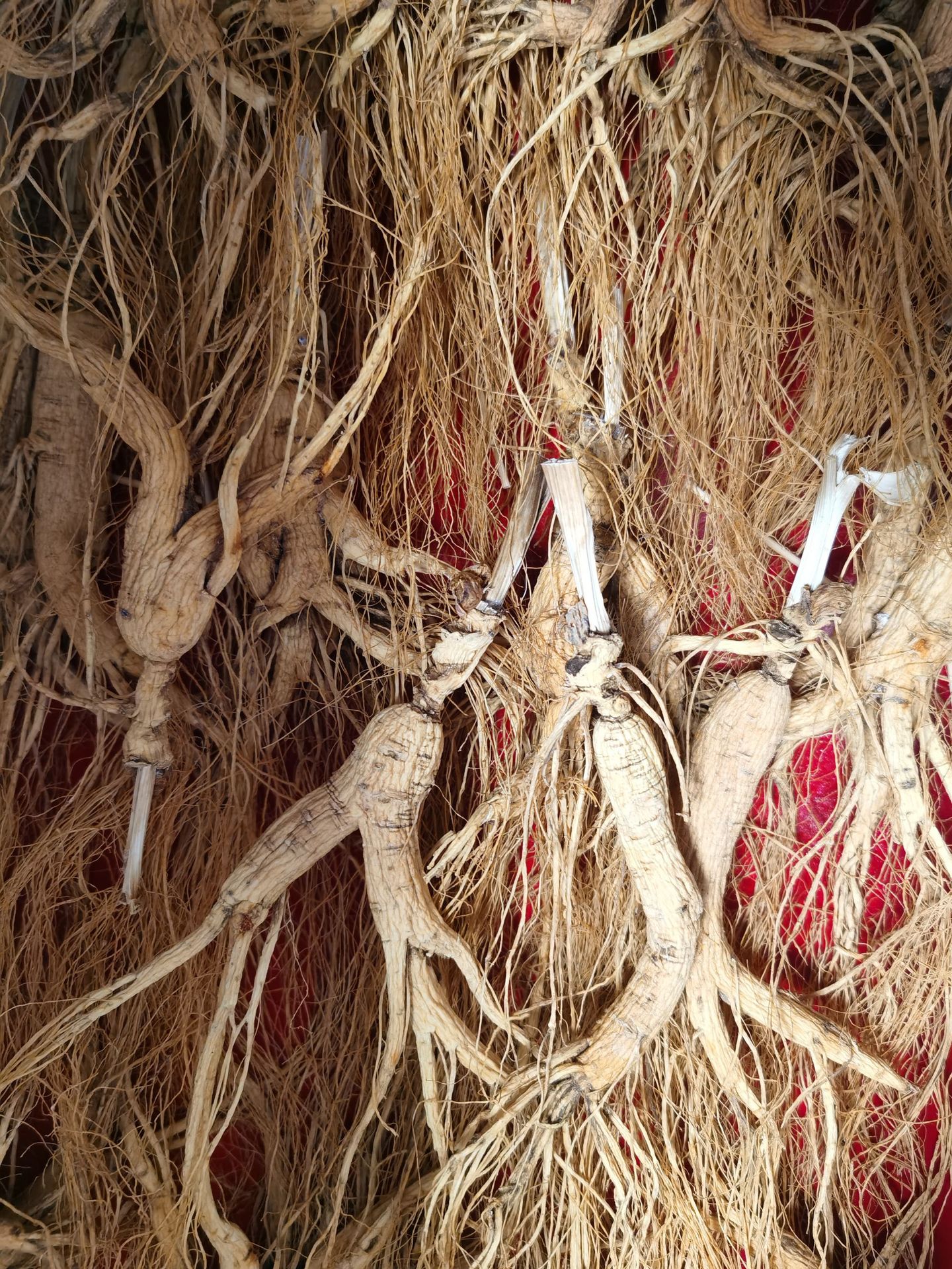 Changbai Mountain Wild-Forest Ginseng Root Slightly Imperfect Dried for Soup and Wine specifications