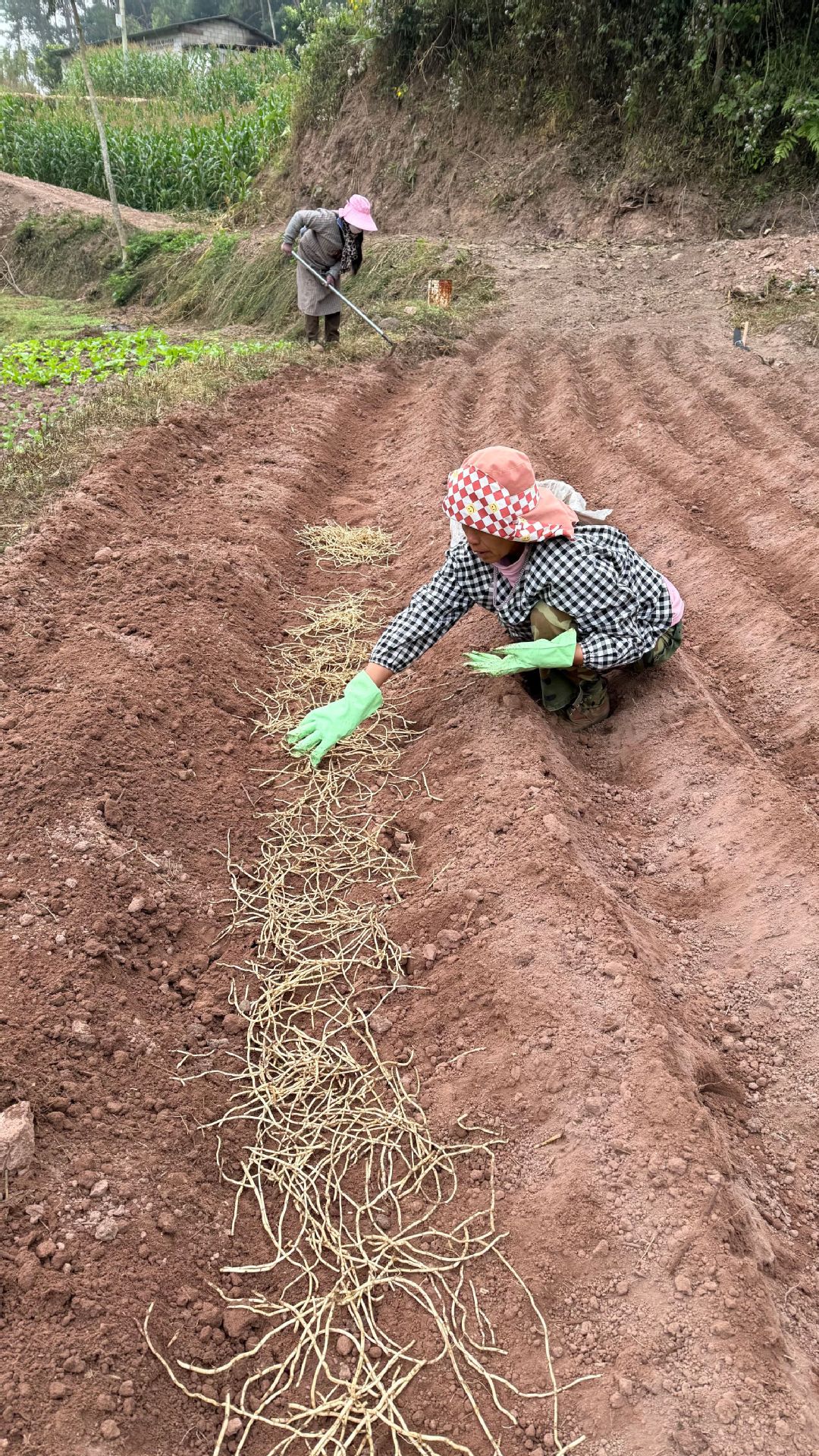 鱼腥草种植2 (14).jpg
