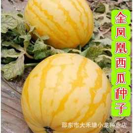 金凤凰甜王西瓜种子黄皮黄心早熟麒麟瓜南方四季播水果蔬菜种籽孑