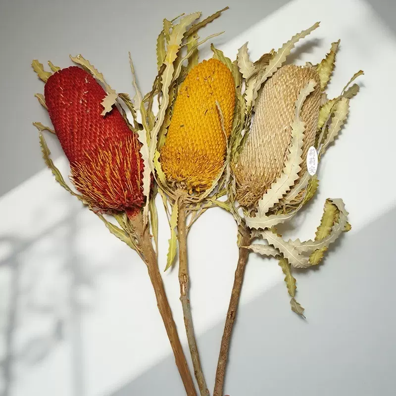 永生班克木干花真花手工制作云南基地直发真花班克木贝克斯干花