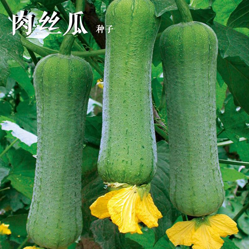 肉丝瓜种子 长香丝瓜种子 四季特大春早熟蔬菜丝瓜种孑春夏丝瓜种