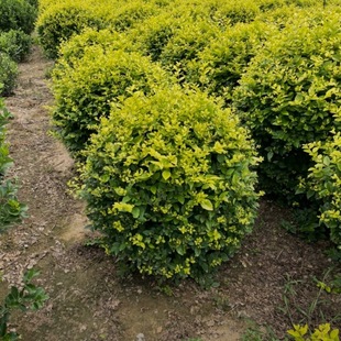 Golden Leaf Ligustrum Ball Base Directly Sells Seedlings (Balls) of Various Specifications with Complete Varieties, High Quality, Quantity, Price and Beauty