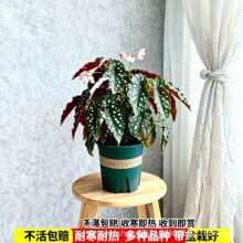 不需要阳光的植物室内桌面绿色盆栽水培绿萝适合懒人养的花卉绿植