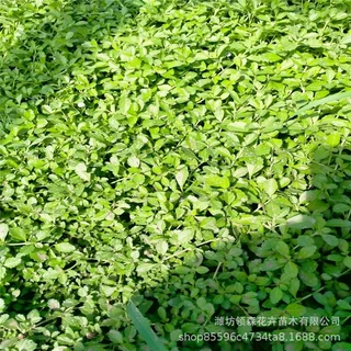庭院懒人室外绿植姬岩垂草 匍匐草坪耐踩踏耐寒旱花期长爬藤植物
