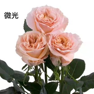Rose Flower Seedlings, Abundant Flowers, Shimmering, Extra Large, Fragrant Potted Plants, Balcony Terrace Ground Florals, Roses, Heat-Resistant Florals
