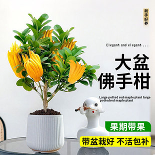 ̨֘ͥԺ辰ϘֲﻨܾGֲBAָ