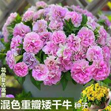 【易生长重瓣矮牵牛种子】进口多色大花花边矮牵牛花四季非种球