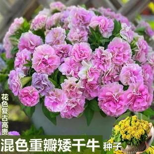 【易生长重瓣矮牵牛种子】进口多色大花花边矮牵牛花 …