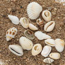 单孔天然贝壳海螺吊坠 打孔贝壳海螺珠 diy手工耳饰项链帽子配饰