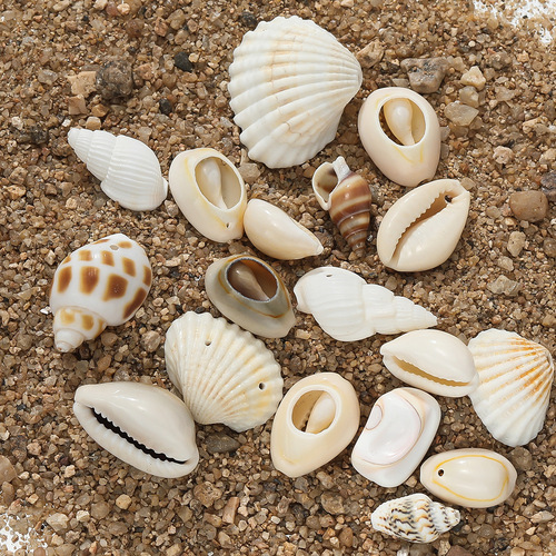 Single Hole Natural Shell Snail Pendant, Drilled Shell Snail Beads DIY Handmade Earrings Necklace Hat Accessory