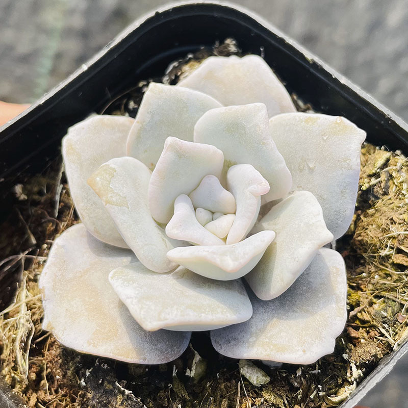 흰색 만두피 3~4cm (플라스틱 대야에 심어 배송)