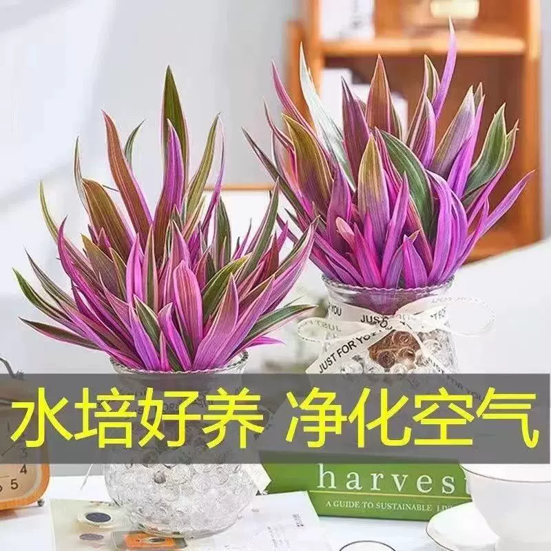 Фиолетовая орхидея, гидропонное зеленое растение, хлорофитум, небольшой горшок, домашний офис, настольный цветок, картина маслом, свадьба, круглый год, хорошая l