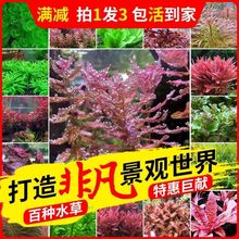 �~���b�����ˮ�����T���������B�쾰��ľˮ��ţëĪ˹�����ֲ��