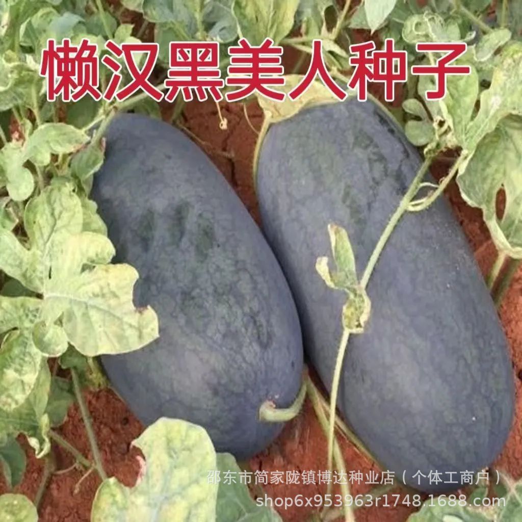 懒汉黑巨霸西瓜种子黑美人大果型黑皮巨型西瓜种四季可种超甜红肉