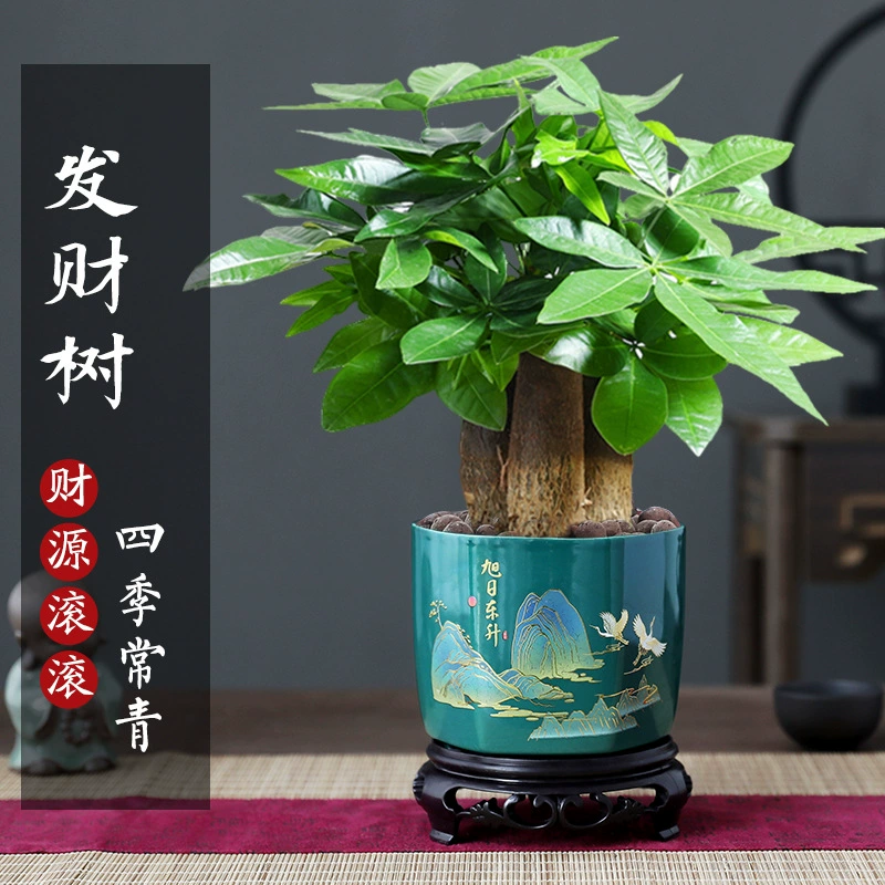 Денежное дерево в горшке, цветы и зеленые растения для дома, гостиная, поглощает формальдегид и легко выращивается, денежное дерево в горшке.