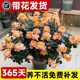Juice Balcony Rose Flower Seedling Four Seasons Open Flowers Potted Green Plants Indoor Flowers Easy to Live Rose with Bud Courtyard