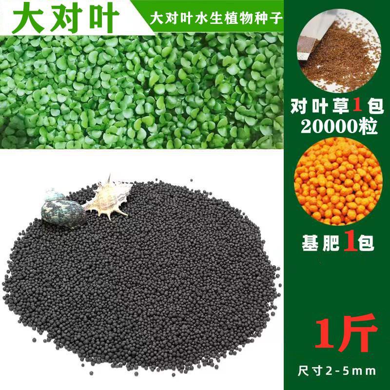 수생식물머드【0.5kg】강화정수버전-【핫세일】대형잎 20,000개 + 무료기초비료