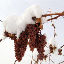 冰葡萄苗无籽冬葡萄苗冬天不下架晚熟葡萄树苗南北方冰美人葡萄苗
