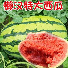 ش͑НhϷNӷNϷļԑ˴