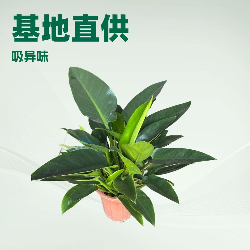 Оптовые поставки декоративных комнатных растений и зелени, включая тайскую золотую драканею и монстеру, для горшков, напрямую от производителя.