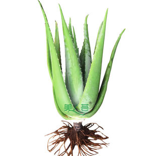Beauty Salon Curacao Aloe Vera Potted Plants Indoor Bonsai Green Plants Florals Skin Shrub Aloe Vera Seedlings Absorb Formaldehyde