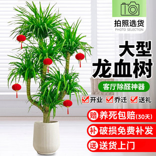 ��Ѫ��͏d�Gֲ��լ���Ͷ��^��횘������҃ȴ�̖�辰�����F��ֲ��