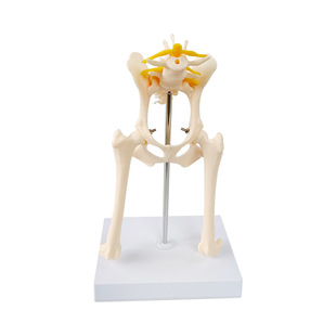 Dog Hip Joint Model Dog Skeleton Anatomy Model Skeleton Texture Structure Model Livestock College Teaching Tools