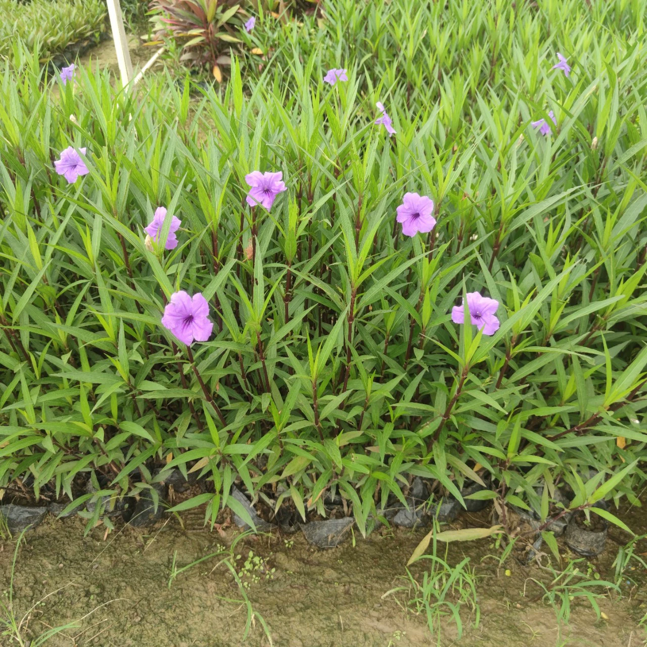 2306 Цветочный сад поставляет фиолетовый цветок Cuilili 20-80 саженцы с высоким содержанием контейнера обычно цветут в течение четырех сезонов