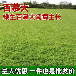 ��Ľ������ļ����ఫ����ƺ�N�����`̤������G����Ƥ�ݷN����