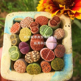 ��ʯ������ֲ����������PP��ƨ��ˮ�໨����ݗ�䳬��ʯ�^��ƨ�ɻ�