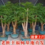 大型客厅庭院植物幸福树