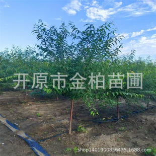 ɽ�Ҙ����L���е��侩�Ҵ����@б�h���Ҙ����Բ��N����С��