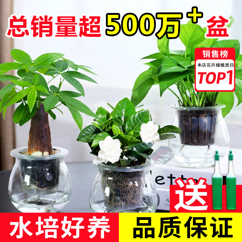 Green Luo Zongzi Fortune Tree Changchun Vine Bamboo indoor…