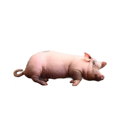 Oyuncaq yastıqlar – Celebrity Cartoon Doll Realistic Sow