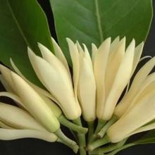 白兰花鲜花黄果兰花缅桂花新鲜黄角兰当天采摘白玉兰花苞闻香客厅