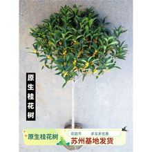 桂花树苗四季桂大型花卉八月庭院原生高杆金丹天香台阁沉香地盆栽